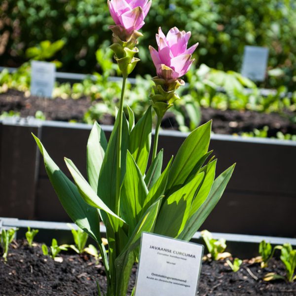 Kruidenreus Dodoenstuin Schilde